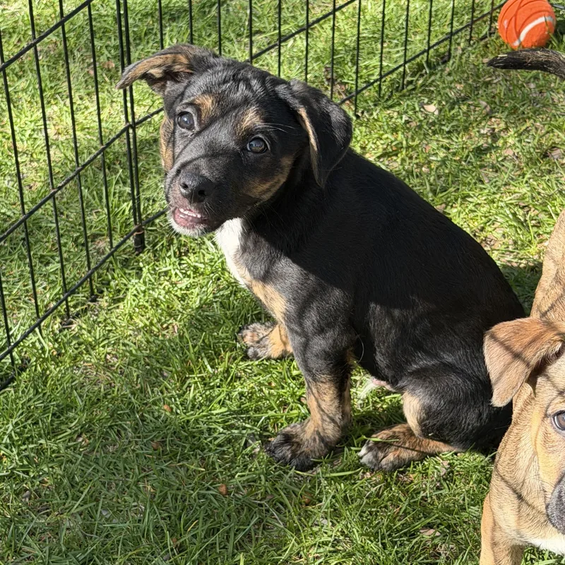 A baby medium-sized male Labrador Retriever dog named Cooper for adoption in Crystal Lake, IL