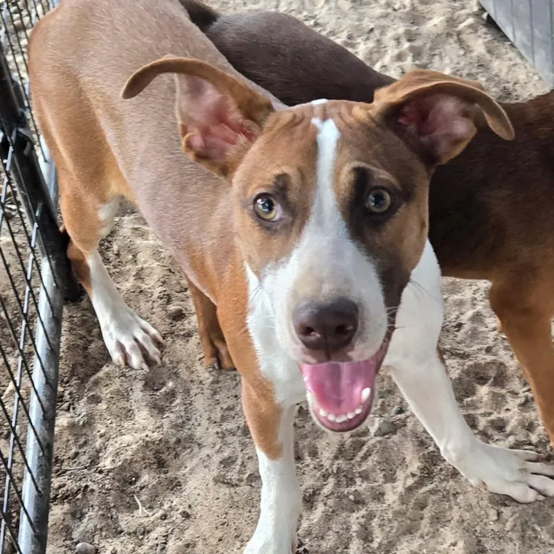 A young medium-sized female Yellow / Tan / Blond / Fawn Pit Bull Terrier dog named Biscuit for adoption in Floresville, TX