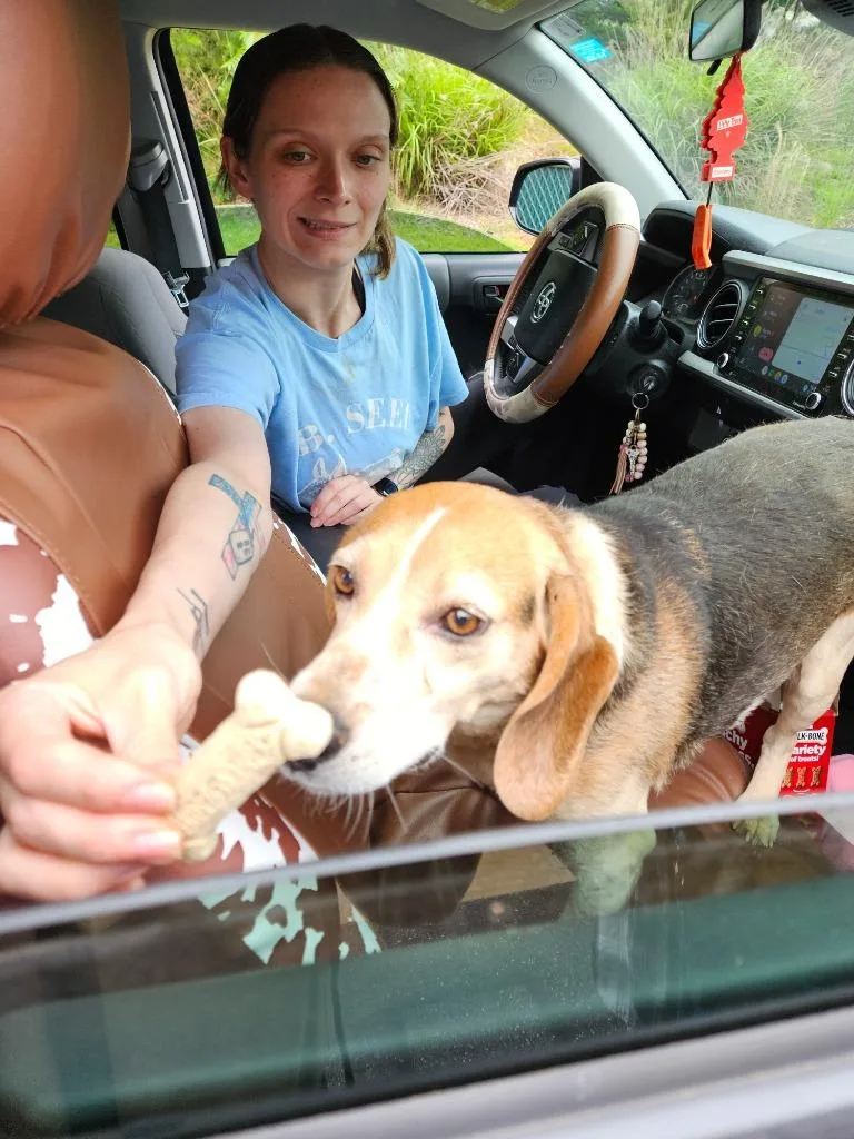 An adult medium-sized male Beagle dog named Lucky for adoption in Mocksville, NC