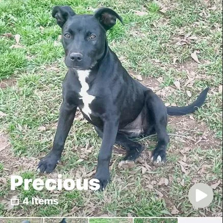 An adult medium-sized female Black Mixed Breed dog named Precious for adoption in Valley, AL