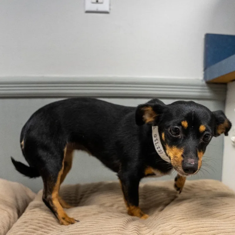 A young small-sized female Black Chihuahua dog named Taquito for adoption in Pawling, NY