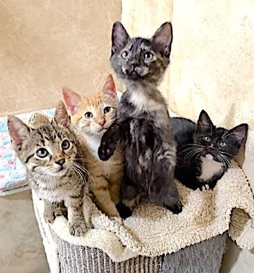 A baby medium-sized female Tortoiseshell Domestic Short Hair cat named Miami for adoption in Houston, TX