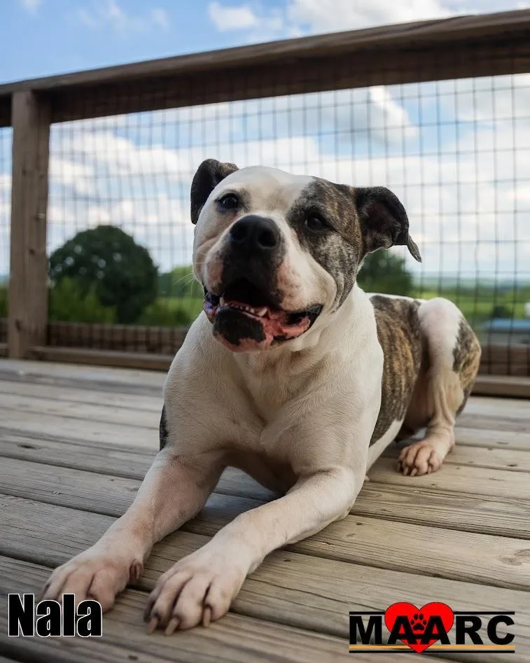 An adult medium-sized female Boxer dog named Nala for adoption in Maryville, TN