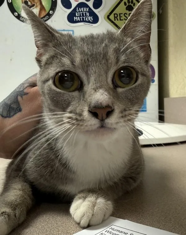 A young small-sized female Domestic Short Hair cat named Tatiana for adoption in Salisbury, MD