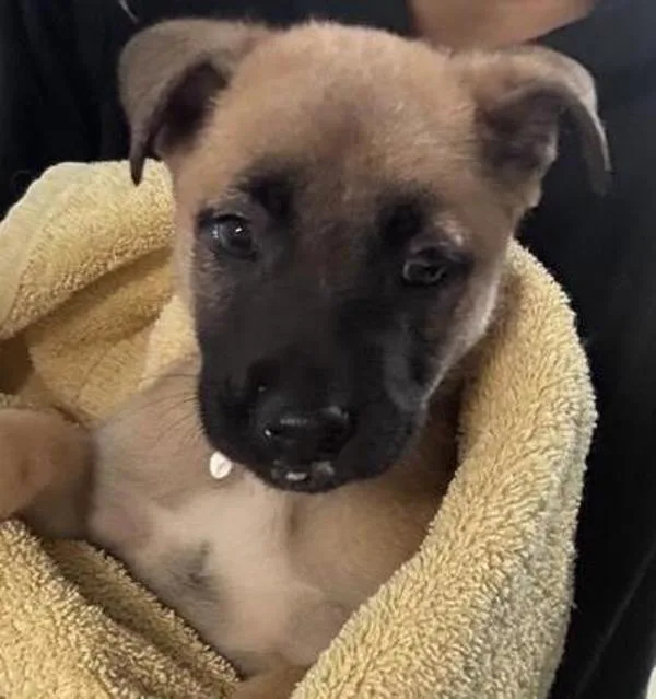 A baby small-sized male Shepherd dog named Changito for adoption in Escondido, CA
