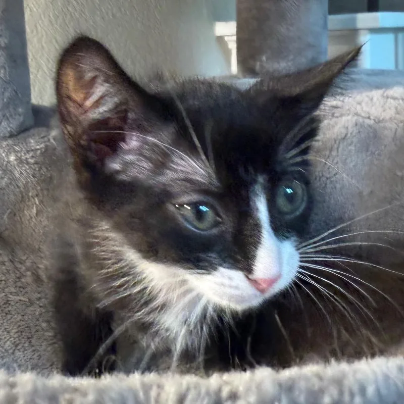 A baby small-sized female Black Domestic Short Hair cat named Lacy for adoption in Flower Mound, TX