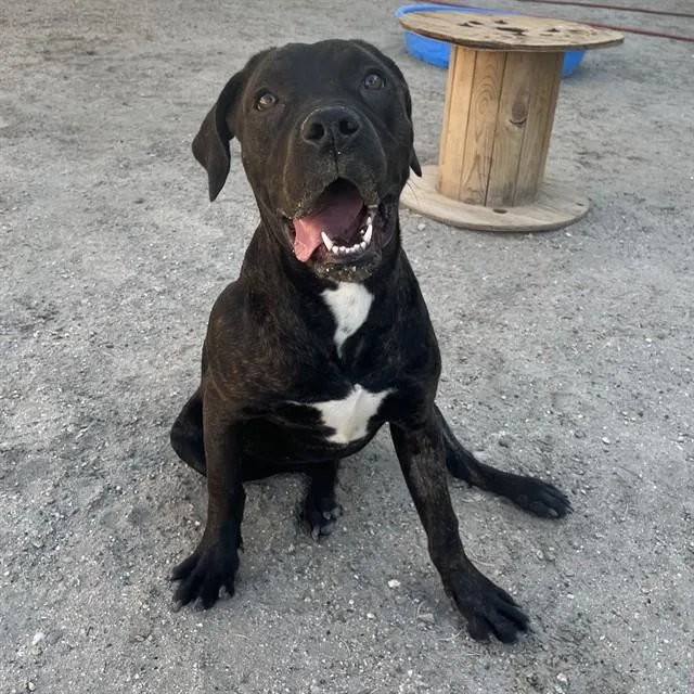 A young large-sized female Pit Bull Terrier dog named Moosey for adoption in Riverside, CA