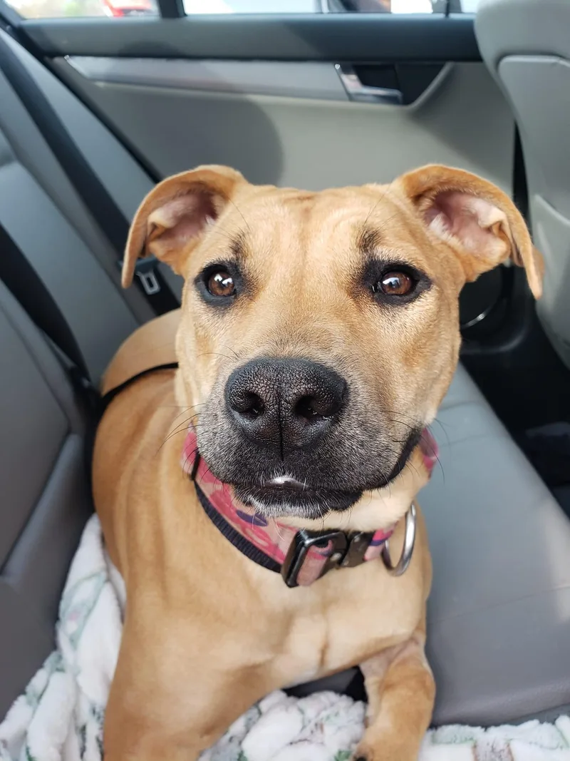 A young medium-sized female American Bulldog dog named Kennedy for adoption in Morganton, NC