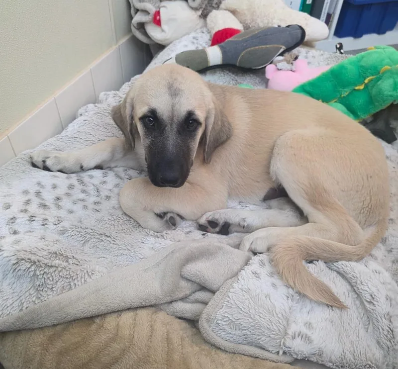 A baby large-sized female Anatolian Shepherd dog named Gracie for adoption in Neosho, MO