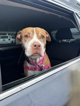 A senior large-sized female Pit Bull Terrier dog named Aulani for adoption in Honolulu, HI