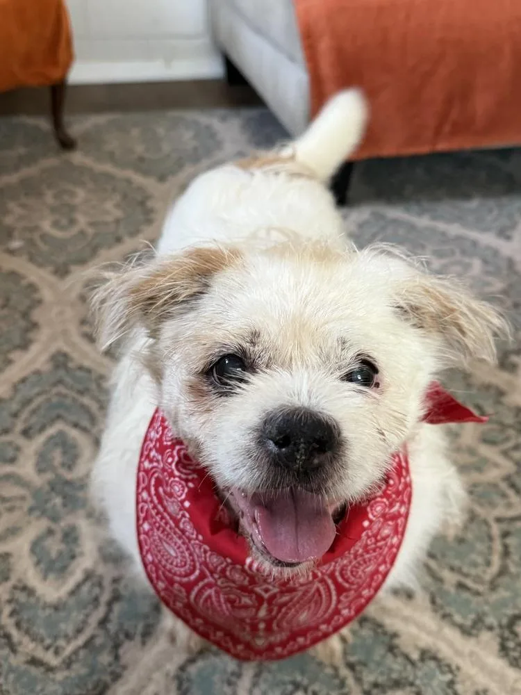 A senior medium-sized male Terrier dog named Buddy Buddy for adoption in San Leon, TX
