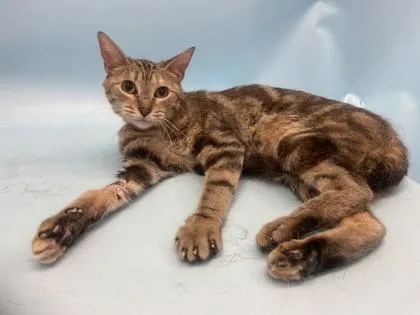 An adult small-sized female Domestic Short Hair cat named Salmon for adoption in Golden Valley, MN