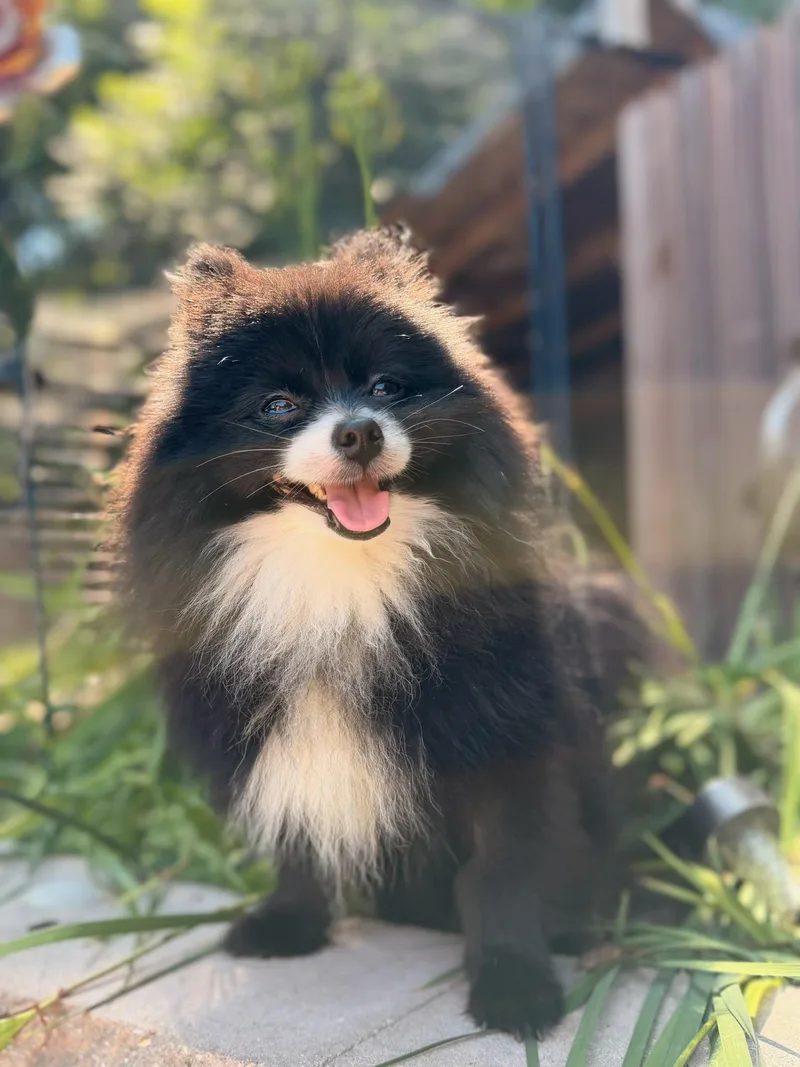 A young small-sized male Black Pomeranian dog named Buddy for adoption in North Freedom, WI