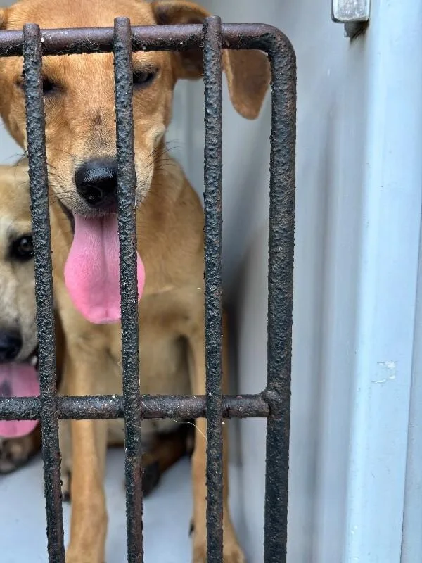 An adult medium-sized male Yellow / Tan / Blond / Fawn Mixed Breed dog named Levi for adoption in Mobile, AL