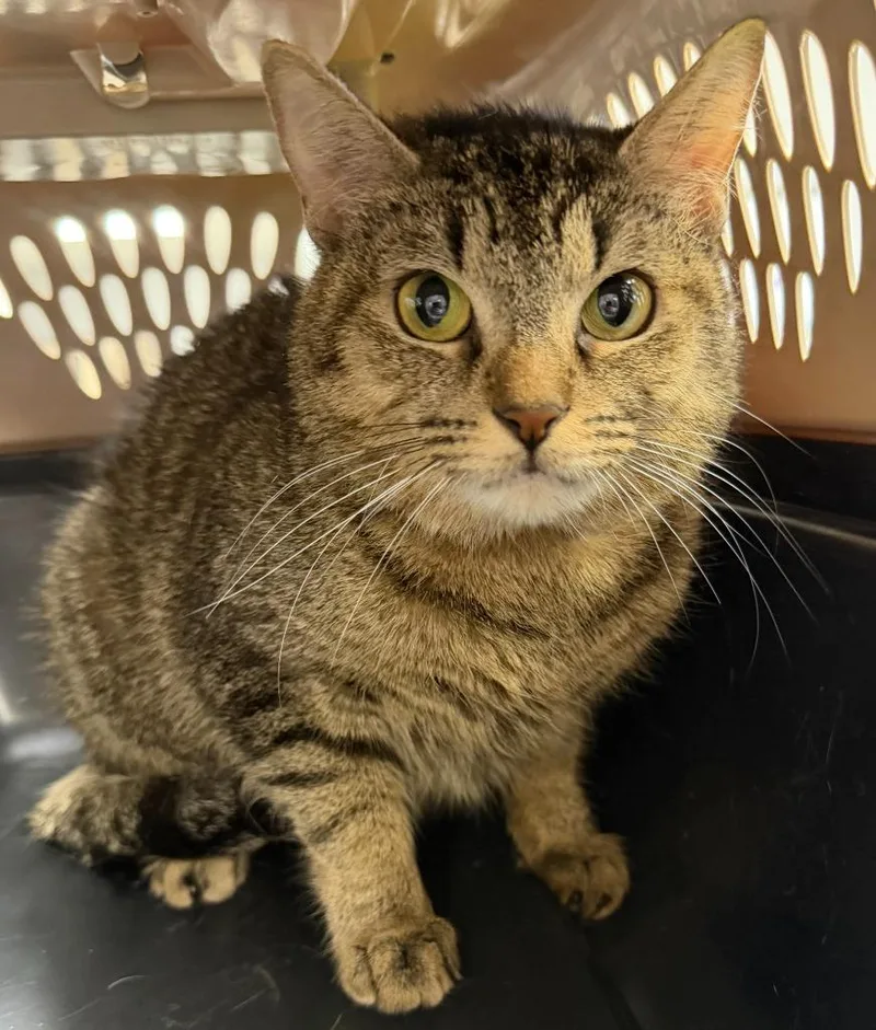 An adult small-sized female Domestic Short Hair cat named Gala for adoption in Bryan, OH