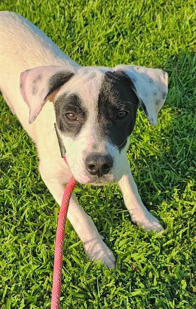 A baby large-sized male Dalmatian dog named Sarge for adoption in Princeton, MA