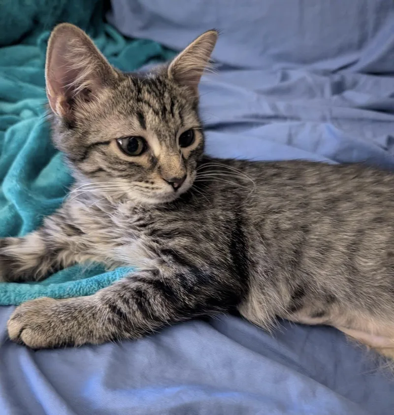 A baby medium-sized female Tabby (Tiger Striped) Domestic Short Hair cat named Violet for adoption in Breinigsville, PA