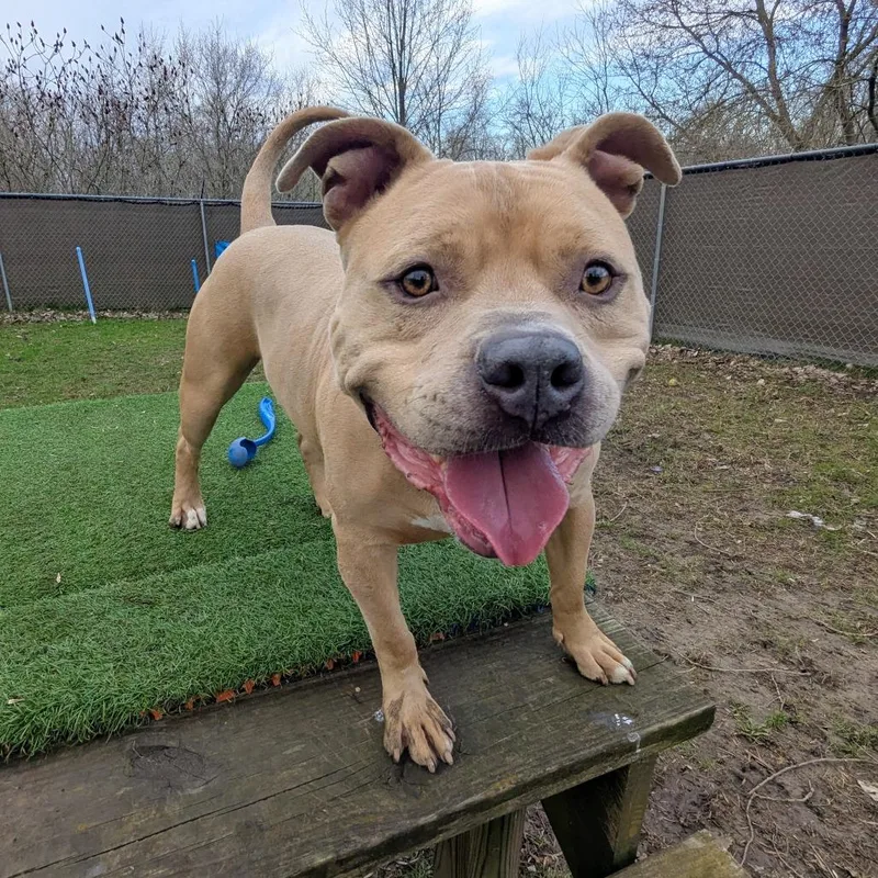 An adult large-sized male Yellow / Tan / Blond / Fawn Mixed Breed dog named Mayor McCheese for adoption in Grand Rapids, MI