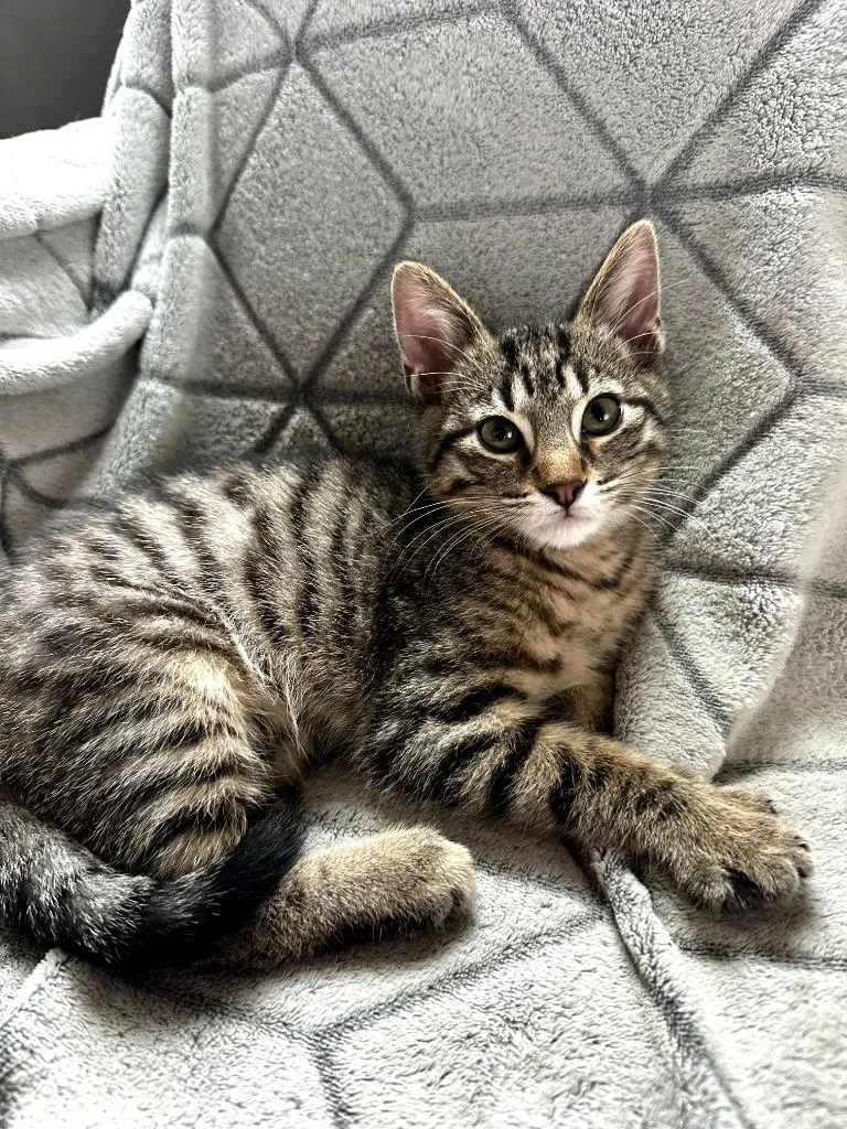 A baby medium-sized male Domestic Short Hair cat named Cam for adoption in Salt Lake City, UT