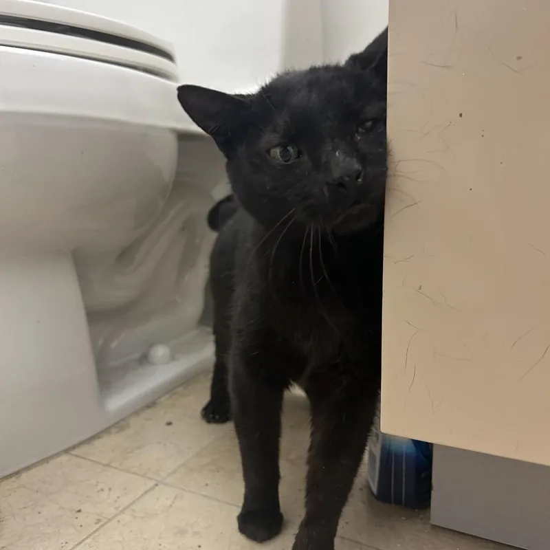 Valentino thumbnail 2