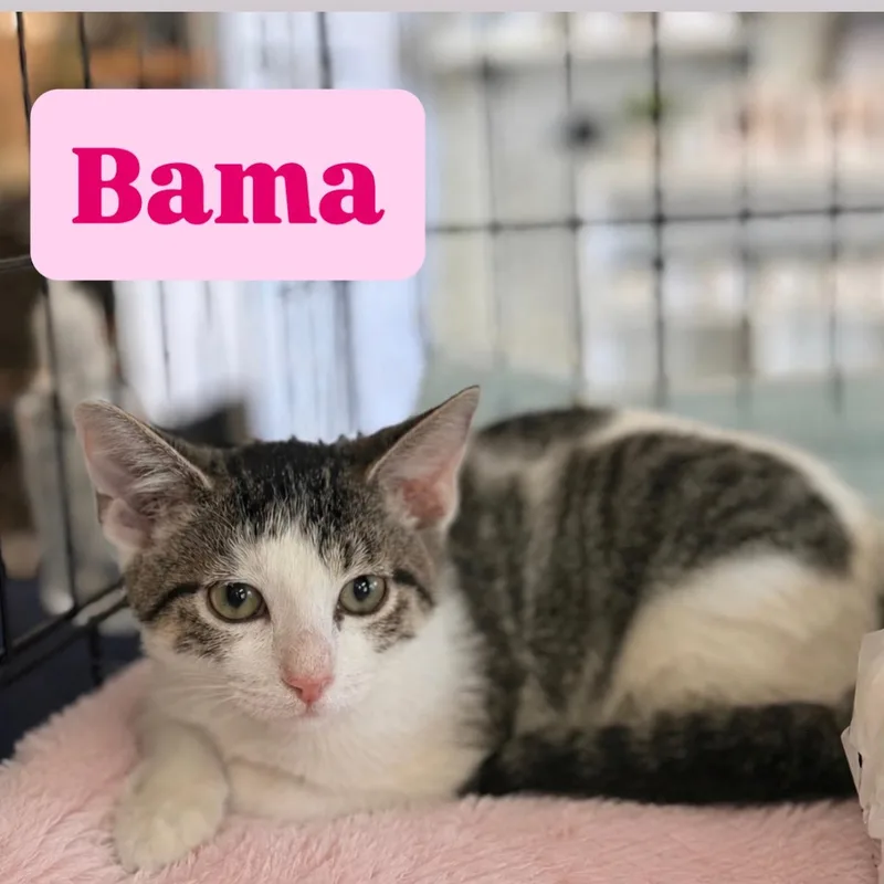 A baby medium-sized female Tabby (Gray / Blue / Silver) Domestic Short Hair cat named Bama for adoption in Crown Point, IN