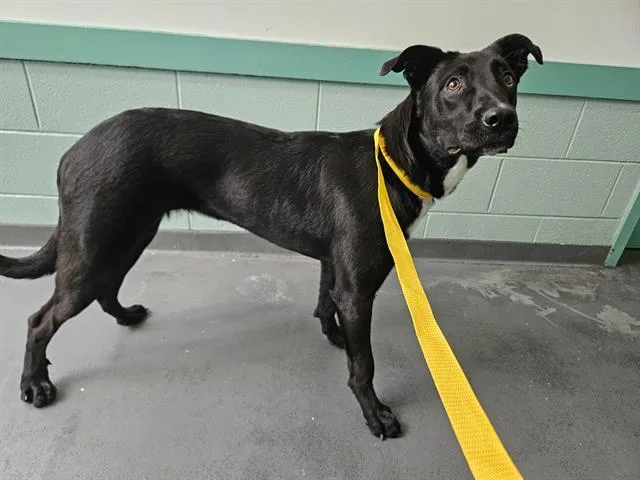 A young small-sized female Australian Cattle Dog / Blue Heeler dog named Peach for adoption in Antioch, CA