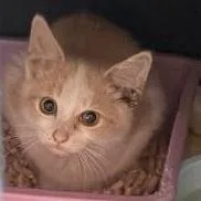 A baby small-sized male Domestic Short Hair cat named Barry Bluejeans for adoption in Park Falls, WI
