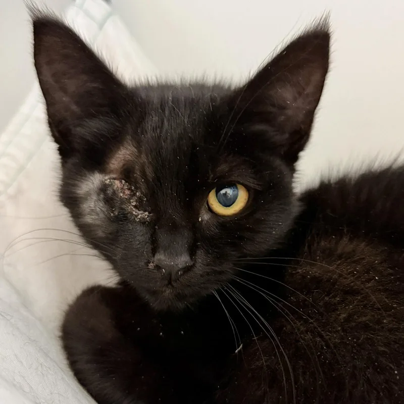 A baby small-sized male Black Domestic Short Hair cat named Otto for adoption in Oakland, CA
