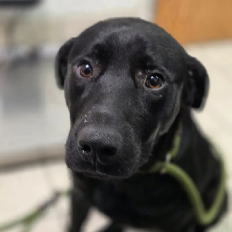 An adult medium-sized male Black Mixed Breed dog named Chaz for adoption in Charleston, WV