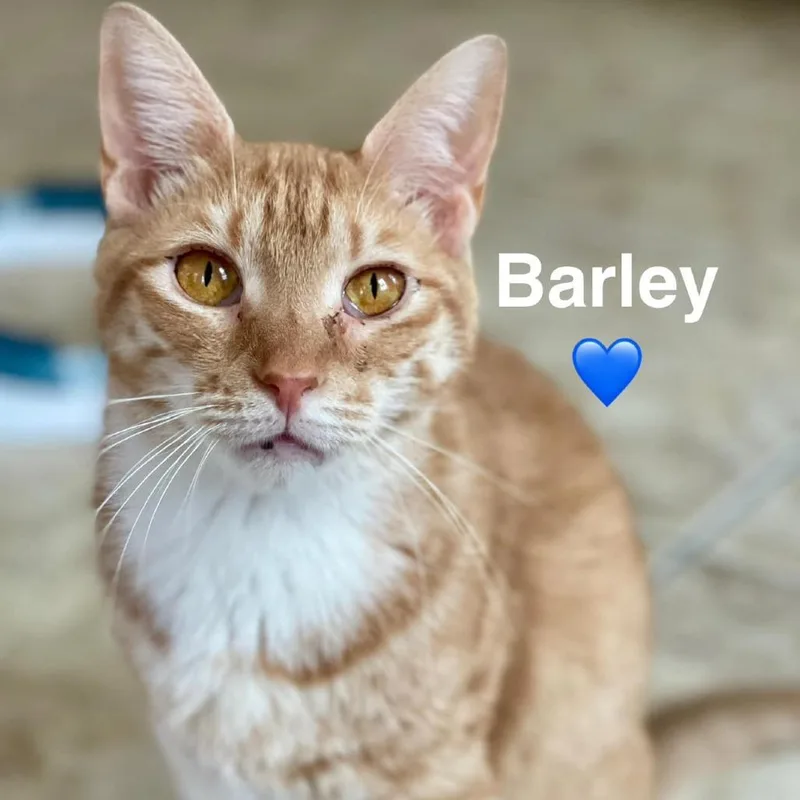 An adult small-sized male Orange / Red Domestic Short Hair cat named Barley for adoption in Peachtree City, GA