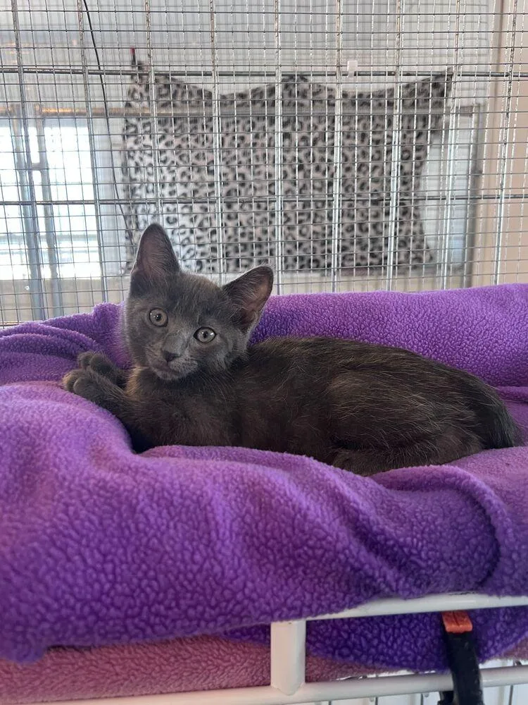 A baby small-sized male Gray / Blue / Silver Domestic Short Hair cat named Stratus for adoption in McPherson, KS