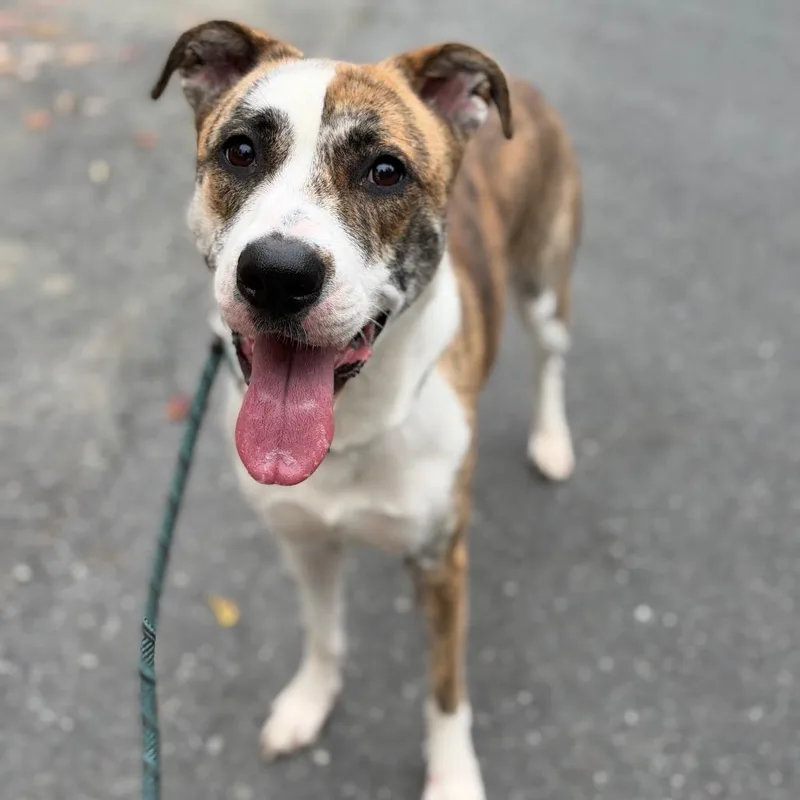 An adult medium-sized female White / Cream German Shepherd Dog named Hazel for adoption in Perkiomenville, PA