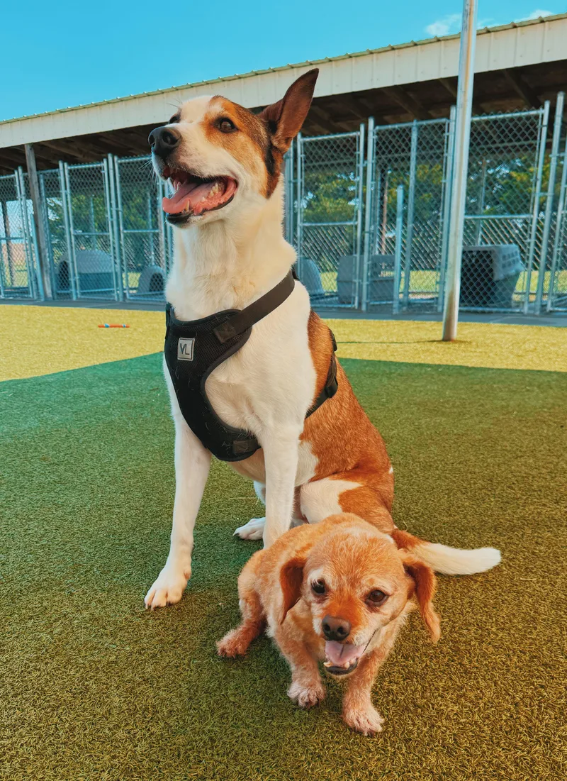 Scoobie and Brownie 