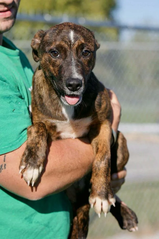 An adult medium-sized female Brindle Dutch Shepherd dog named Una for adoption in Aurora, IN