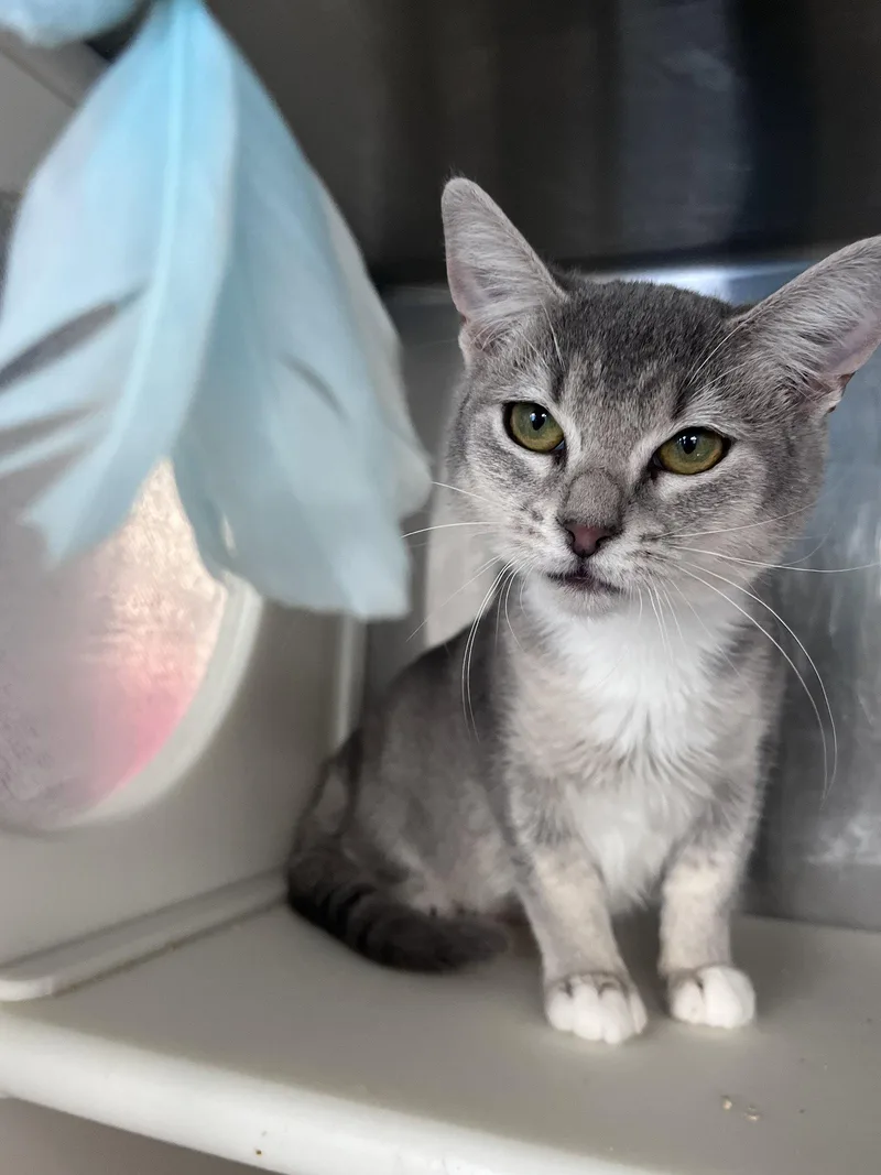 A young medium-sized female Gray & White Domestic Short Hair cat named Dina for adoption in Carrollton, GA