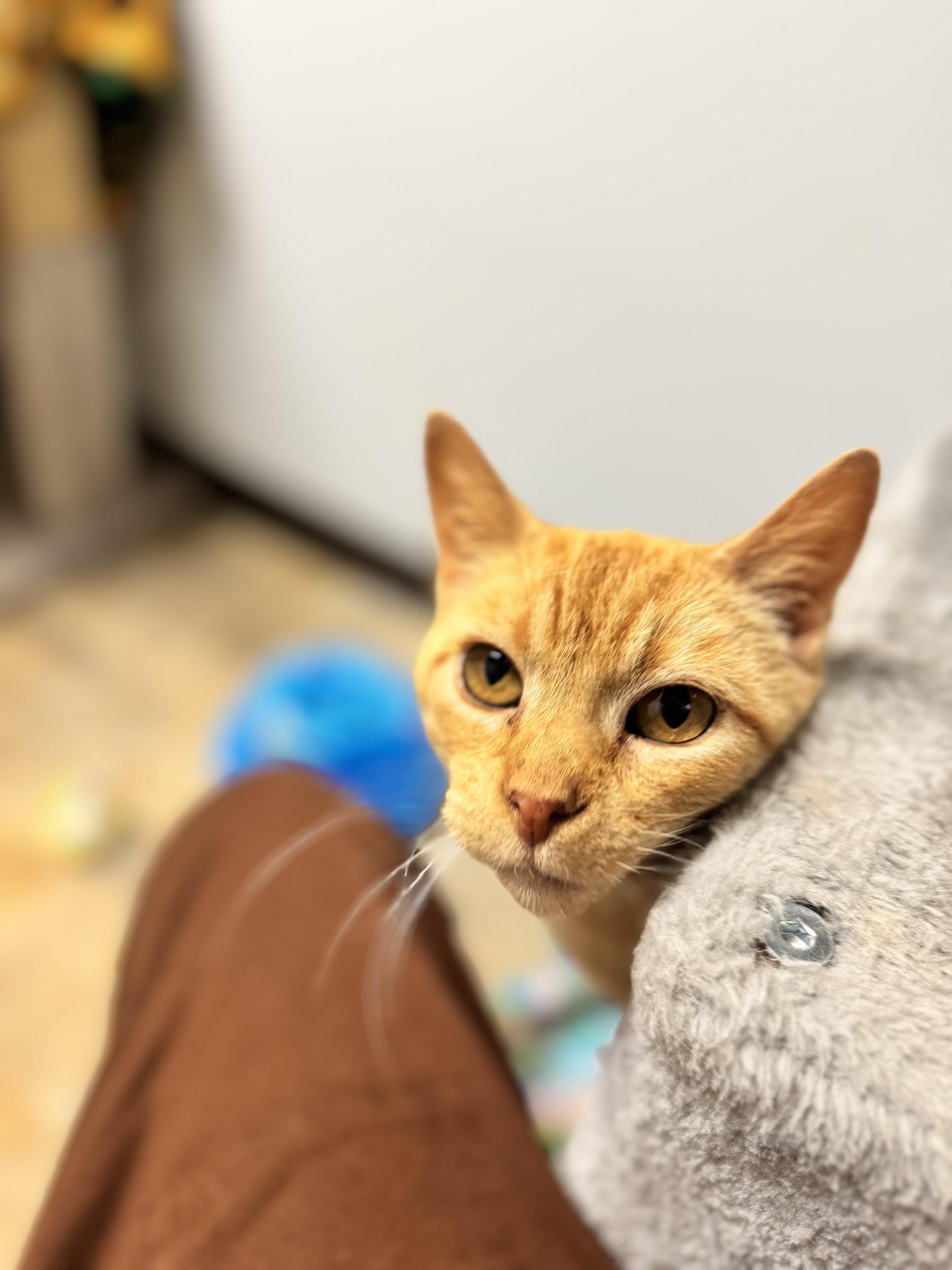 An adult medium-sized female Tabby (Orange / Red) Domestic Short Hair cat named Astrid for adoption in Dodgeville, WI