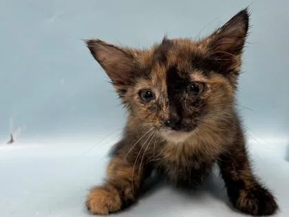 A baby small-sized female Domestic Short Hair cat named Blue Jay for adoption in Coon Rapids, MN