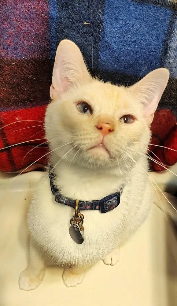 Toasted Marshmallow