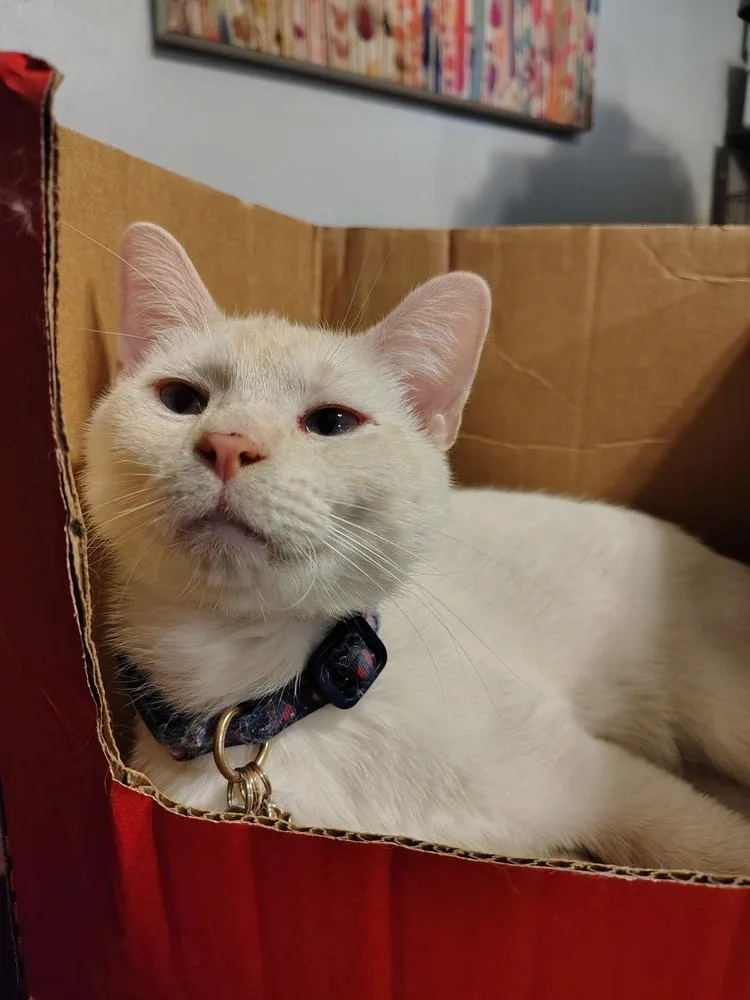 Toasted Marshmallow thumbnail 2