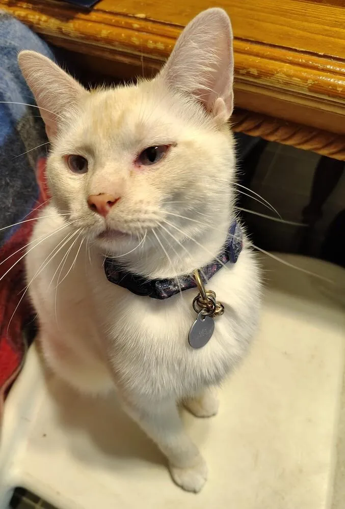 Toasted Marshmallow thumbnail 3