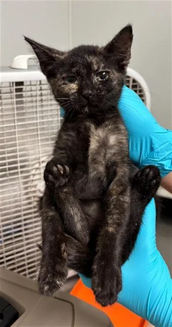 A baby small-sized female Domestic Short Hair cat named Chopper for adoption in Bakersfield, CA
