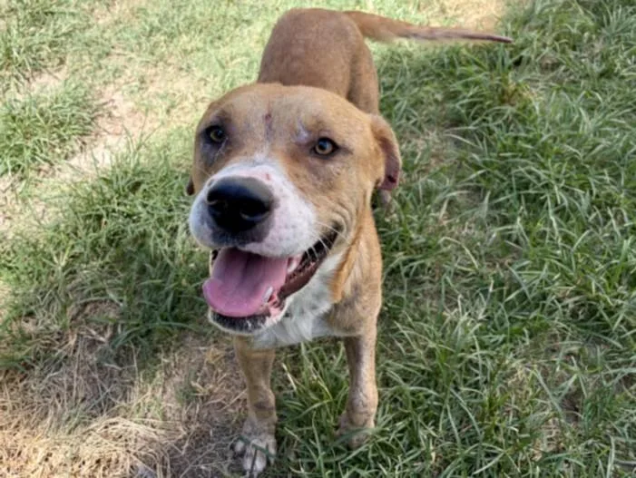 A young large-sized male American Staffordshire Terrier dog named Oscar for adoption in Houston, TX