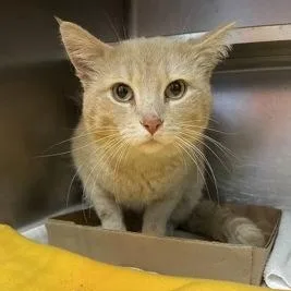 An adult large-sized male Orange & White Domestic Short Hair cat named Sir Lancelot for adoption in Rapid City, SD