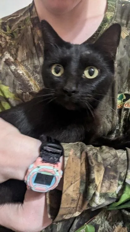 An adult medium-sized female Domestic Short Hair cat named Sirena for adoption in Savannah, GA