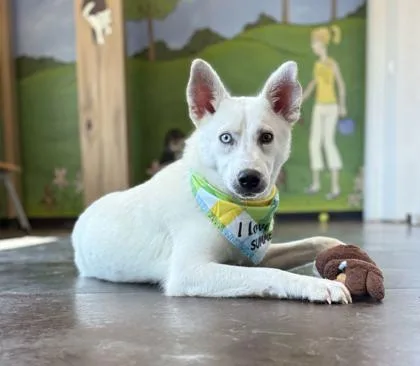 An adult medium-sized male Mixed Breed dog named Frisco for adoption in Memphis, TN