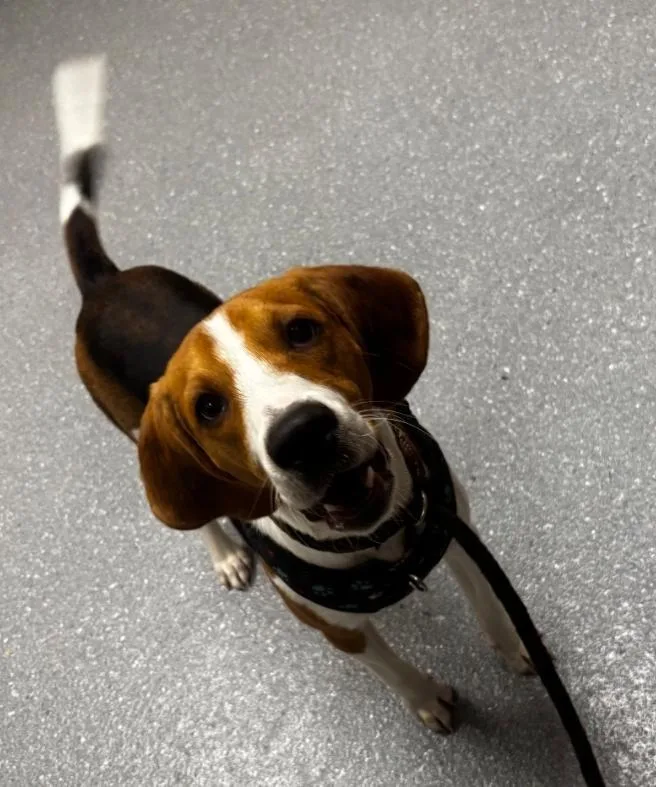 A baby medium-sized male Beagle dog named Shiloh for adoption in Greenfield, IN