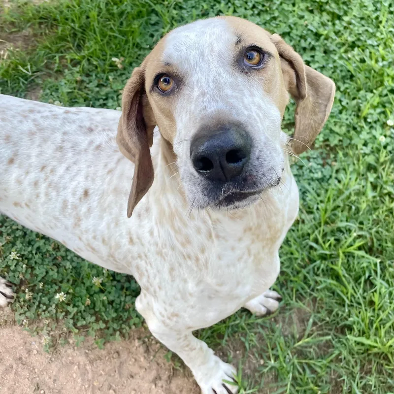 An adult large-sized male White / Cream Coonhound dog named Buddy the Coonhound for adoption in Sautee Nacoochee, GA