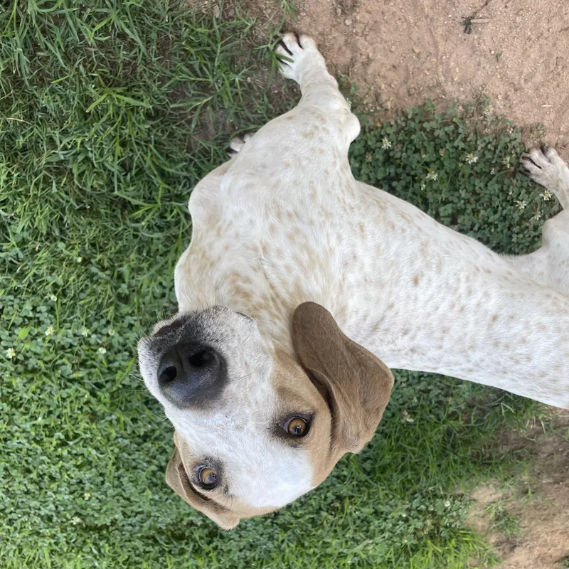 Buddy the Coonhound thumbnail 2