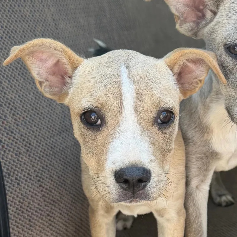 A baby medium-sized female Yellow / Tan / Blond / Fawn Labrador Retriever dog named Soda for adoption in Marshall, TX
