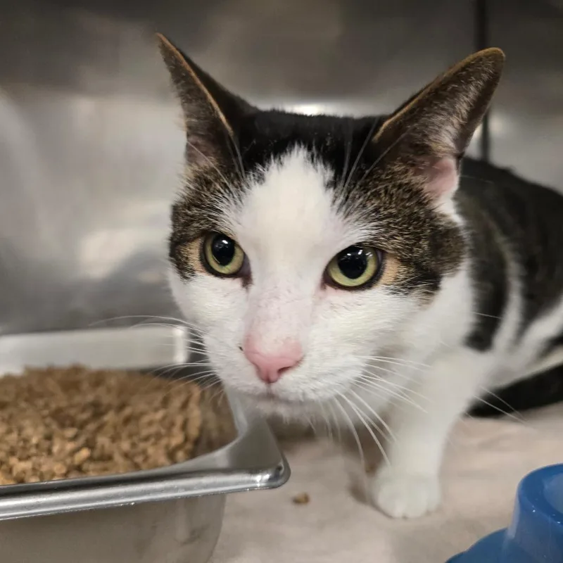 An adult large-sized male Brown / Chocolate American Shorthair cat named Milo . for adoption in Waldorf, MD